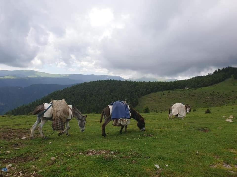 Casuta Din Gradina Villa Horezu Buitenkant foto